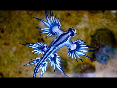 Quand la découverte du "plus beau tueur de l'océan" forçait l'Espagne à fermer ses plages  - Dragon bleu Espagne Océan atlantique Santé