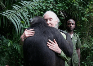 Jane Goodall, la femme qui murmurait &agrave; l'oreille des primates, est d&eacute;c&eacute;d&eacute;e &agrave; 91 ans  - Jane Goodall Nature Primates Recherche scientifique