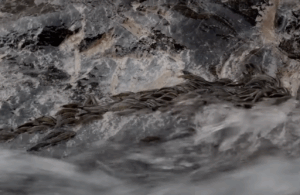 Au Br&eacute;sil, des milliers de poissons-chats escaladent une cascade de 4 m&egrave;tres  - Br&eacute;sil Cascade Nature Poisson