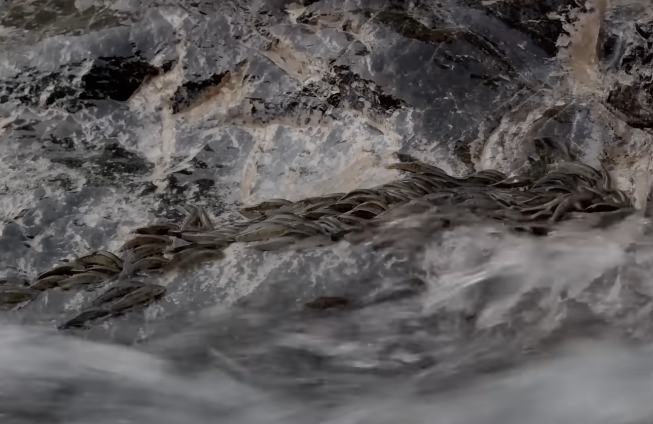 Au Brésil, des milliers de poissons-chats escaladent une cascade de 4 mètres  - Brésil Cascade Nature Poisson
