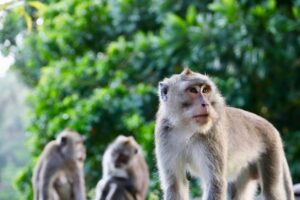 Le pouvoir des m&acirc;les n&rsquo;est pas la norme chez&nbsp;les&nbsp;primates. Conversation avec &Eacute;lise&nbsp;Huchard  - Animaux &Eacute;lise&nbsp;Huchard Primates Recherche scientifique Science Sciences