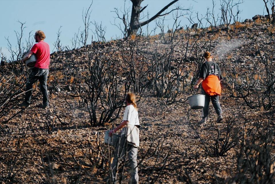 Après les flammes, ils sèment pour refleurir les Corbières  - Agriculture Aude Biodiversité Corbières Couverture végétale Incendies Nicolas Mirouze