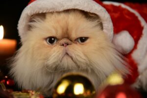 23 ans, dipl&ocirc;m&eacute;e d&rsquo;un Master en finance, 1,60m... France Travail lui propose un boulot de P&egrave;re No&euml;l  - Ch&ocirc;mage France Travail Humour Insolite P&ocirc;le emploi