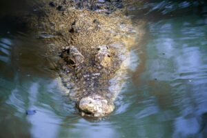 Pourquoi les alligators sont-ils toujours en &eacute;rection ?  - Alligator Animaux Biologie Reproduction animale Science Sciences