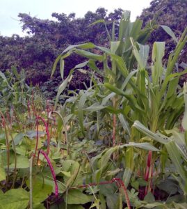 Des habitants ach&egrave;tent des terres pour les louer &agrave; des paysans bio  - Accaparement des terres Action environnementale Agriculture Agriculture Bio Douarnenez &Eacute;cologie Environnement Finist&egrave;re Initiatives Lutte environnementale Nature