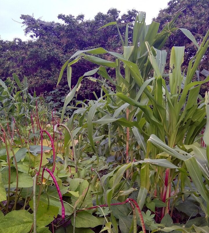 Au Brésil, ils réparent l’Amazonie grâce à l’agroforesterie  - Agriculture Agriculture Bio Agriculture syntropique Agroforesterie Amazonie Brésil Déforestation Forêts Forêts jardins Jardins forêts