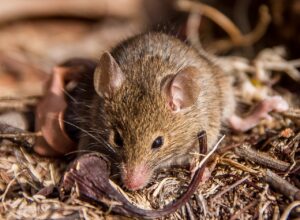 Chez l'antechinus, marsupial australien, le co&iuml;t en mode kamikaze  - Antechinus Australie Recherche scientifique Reproduction animale Science Sciences Stress