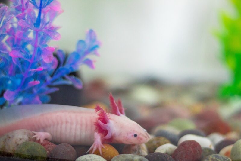 Des nonnes sauvent l’axolotl, un amphibien en voie d’extinction  - Axolotl Biodiversité Environnement Mexique Pátzcuaro Recherche scientifique Science Sciences