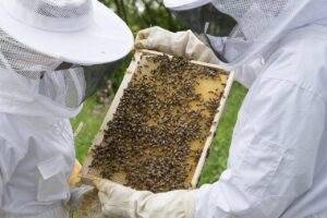 Dans la Marne, la luzerne nourrit les abeilles malgr&eacute; la s&eacute;cheresse  - Abeilles Agriculture Apiculture Biodiversit&eacute; Biologie Canicule Eau &Eacute;cologie Environnement Insectes Luzerne Plantes Pollen S&eacute;cheresse