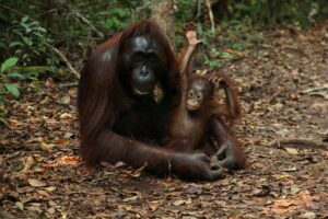 Des&nbsp;chimpanz&eacute;s appliquent des&nbsp;insectes sur leurs&nbsp;blessures  - Animaux Chimpanz&eacute;s Insectes Intelligence animale Ouganda Primates Recherche scientifique Sant&eacute; Science Sciences