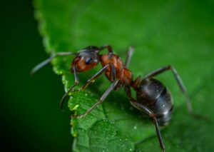 Chirurgiennes &agrave; six pattes&nbsp;: quand les fourmis amputent pour sauver leurs cong&eacute;n&egrave;res  - Biologie D&eacute;couverte scientifique Fourmis Recherche scientifique Science Sciences