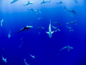 Mexique&nbsp;: les requins enfin prot&eacute;g&eacute;s. Avec des trous dans le filet.  - Biodiversit&eacute; Environnement Mexique Nature Requin