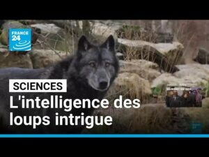 Canada : un loup film&eacute; en train d'utiliser un outil  - Animaux Canada Intelligence animale Loups Science Sciences