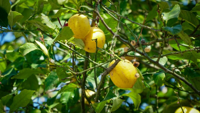 Changement climatique : le Royaume-Uni teste de nouvelles cultures pour s'adapter  - Agriculture Changement climatique Grande Bretagne Recherche scientifique Royaume-Uni Science Sciences