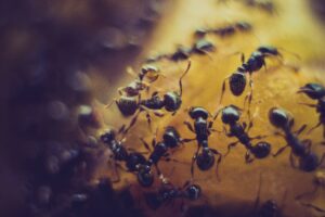 Ils copient l&rsquo;odeur des fourmis pour entrer&hellip; puis restent pi&eacute;g&eacute;s (mais heureux)  - Col&eacute;opt&egrave;res D&eacute;couverte scientifique Entomologie Fourmis Insectes Recherche scientifique Science Sciences