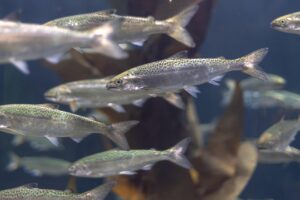 Gironde : une usine, des millions de saumons&hellip; et des tonnes de menaces sur le littoral  - Agriculture Aquaculture Environnement Gironde Lutte environnementale Poisson Saumons Verdon‑sur‑Mer