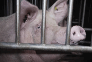 Des porcelets mutil&eacute;s &agrave; vif et laiss&eacute;s pour morts, L214&nbsp;saisit la justice  - Agriculture Animaux Associations Bien-&ecirc;tre animal C&ocirc;tes‑d&rsquo;Armor &Eacute;levage &Eacute;levage de porc Initiatives L214 Morbihan