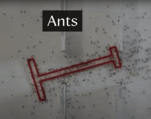 Fourmis 1 &ndash; Humains 0 : chronique d&rsquo;une humiliation logistique  - D&eacute;couverte scientifique Fourmis Insolite Recherche scientifique Science Sciences