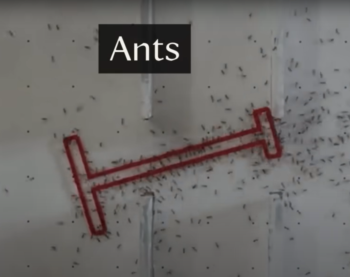 Fourmis 1 – Humains 0 : chronique d’une humiliation logistique  - Découverte scientifique Fourmis Recherche scientifique Science Sciences