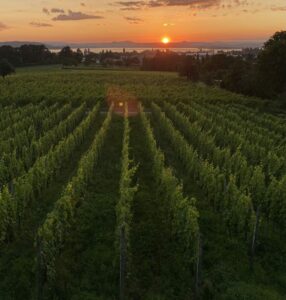 Le vigneron gardois qui lutte contre les inondations par le sol vivant (en bio)  - Agriculture Agriculture Bio Agro&eacute;cologie Biodiversit&eacute; Gard Initiatives Innondations Sols Sols vivants Vigne