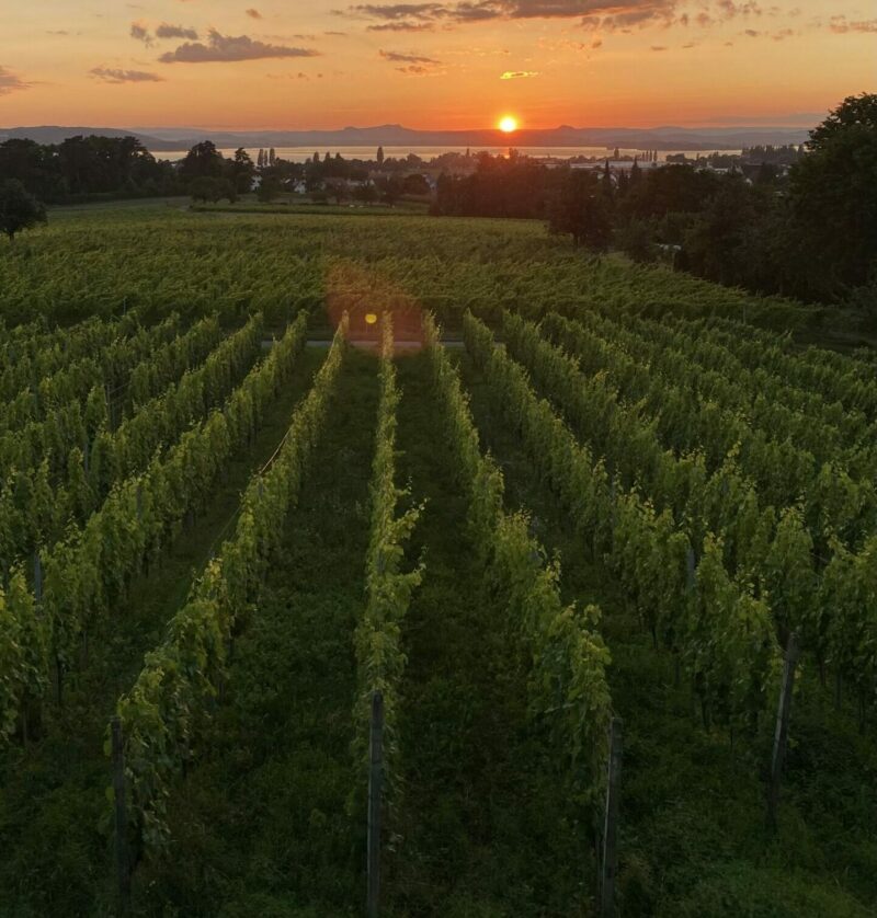 Le vigneron gardois qui lutte contre les inondations par le sol vivant (en bio)  - Agriculture Agriculture Bio Agroécologie Biodiversité Gard Innondations Sols Sols vivants Vigne
