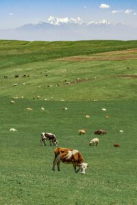 Dermatose nodulaire&nbsp;: les&nbsp;raisons de la mobilisation (et de la rage) agricole  - Agriculture Bovins Dermatose nodulaire &Eacute;levage Gouvernement Maladie Vaches