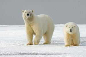 &laquo; Un m&eacute;canisme de survie d&eacute;sesp&eacute;r&eacute; &raquo; : chez les ours polaires, l'ADN r&eacute;&eacute;crit l'avenir face &agrave; la crise climatique  - ADN Changement climatique Climat D&eacute;couverte scientifique G&egrave;nes sauteurs G&eacute;n&eacute;tique Ours Recherche scientifique Science Sciences