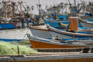 P&ecirc;che au maquereau : deux navires-usines surprivil&eacute;gi&eacute;s, mille p&ecirc;cheurs sacrifi&eacute;s  - &Eacute;conomie Europe Maquereau Oc&eacute;an atlantique Oc&eacute;ans ONG Bloom P&ecirc;che Union europ&eacute;enne