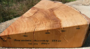 Lire 600 ans d&rsquo;histoire du climat dans le tronc des arbres  - Arbres Biodiversit&eacute; Changement climatique Climat D&eacute;couverte scientifique Dendroclimatologie Liban Recherche scientifique Science Sciences S&eacute;cheresse