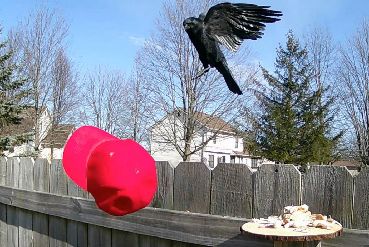 Aux &Eacute;tats-Unis, un homme entra&icirc;ne des corneilles &agrave; tomber des casquettes MAGA  - Antifascisme Corbeaux Corneilles Donald Trump &Eacute;tats-Unis Fascisme Humour MAGA