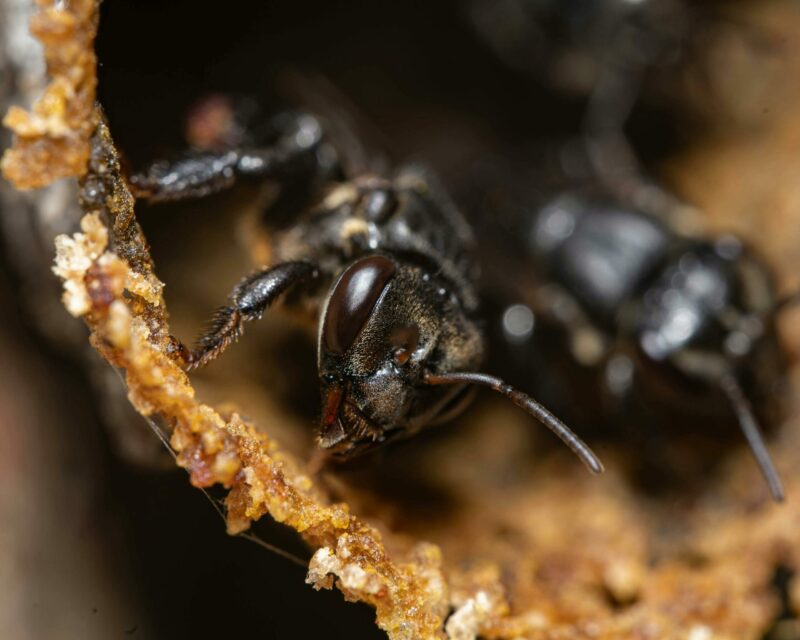 P&eacute;rou : des abeilles deviennent les premiers insectes dot&eacute;s de droits juridiques  - Abeilles Action environnementale Amazonie Biodiversit&eacute; &Eacute;cologie Environnement Justice Lutte environnementale P&eacute;rou