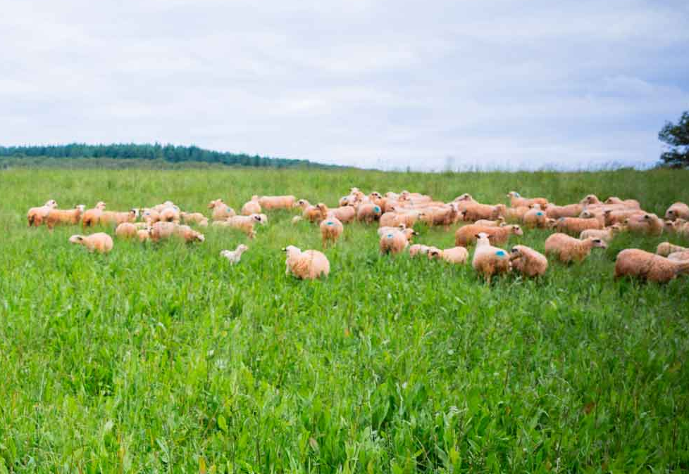 Le Mouton Givr&eacute; : recycler la laine, r&eacute;mun&eacute;rer les &eacute;leveurs, bousculer les codes  - Brebis D&eacute;veloppement durable Environnement Laine Lutte environnementale Moutons