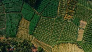 En Inde, l'&Eacute;tat du Kerala (25 millions d&rsquo;habitants) passe en 100% bio  - Action environnementale Agriculture Agriculture Bio Agro&eacute;cologie D&eacute;veloppement durable Endosulfan Environnement Inde Kerala Lutte environnementale Pesticides