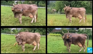 Une vache se gratte avec un balai, pieuvres noix de coco, loups p&ecirc;cheurs&hellip; quelques animaux g&eacute;niaux  - Animaux Animaux g&eacute;niaux Biodiversit&eacute; D&eacute;couverte scientifique Intelligence animale Loups Nature Pieuvres Recherche scientifique Science Sciences Vaches