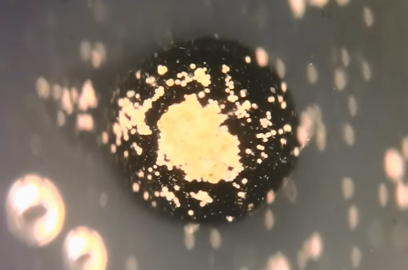 Les x&eacute;nobots, des robots biologiques qui vrillent les fronti&egrave;res entre machine et vivant  - Biologie IA Intelligence artificielle Recherche scientifique Robots Science Sciences Technologie X&eacute;nobots