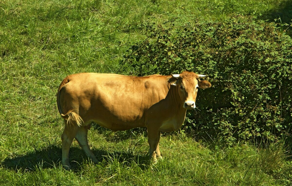 Des vaches, des faillites, et l&rsquo;ombre des Canadair &ndash; une cagnotte pour pr&eacute;server une race de bovins  - Biodiversit&eacute; Perpignan Vaches