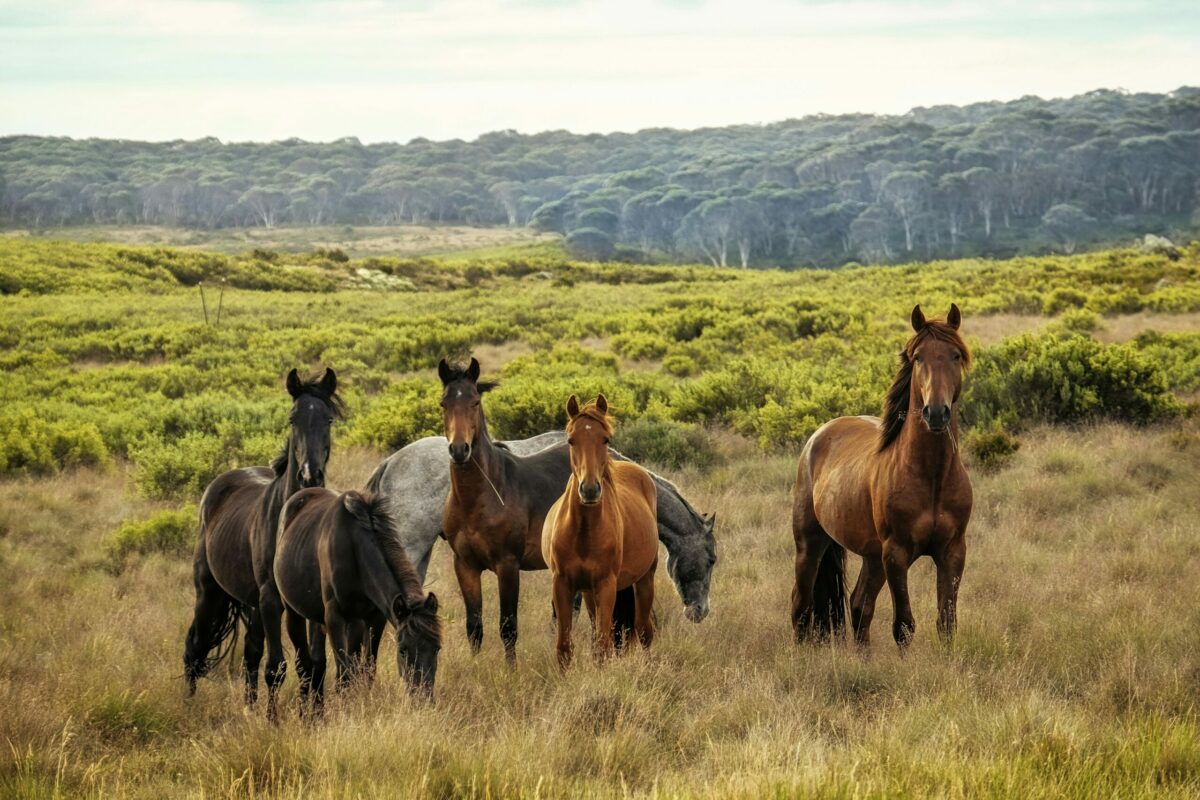 Chevaux anciens, bovins Taurus : les animaux sauvages pour lutter contre les incendies  - Biodiversit&eacute; Bovins Chevaux Climat &Eacute;cologie &Eacute;cosse Environnement Espagne Europe For&ecirc;ts Incendies