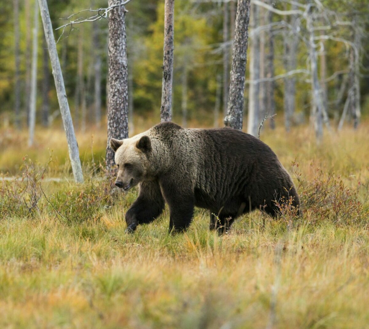 Survivre pr&egrave;s des villages a chang&eacute; l&rsquo;ADN des ours italiens  - ADN Biodiversit&eacute; D&eacute;couverte scientifique &Eacute;volution G&eacute;n&eacute;tique Italie Ours Recherche scientifique Science Sciences