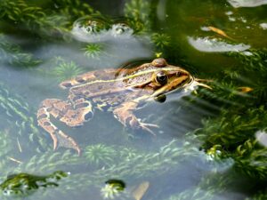 Les cuisses de grenouilles en sauce : une invention britannique ?  - Angleterre Arch&eacute;ologie Cuisine Grenouille Histoire Recettes de cuisine Recherche scientifique Science Sciences Stonehenge