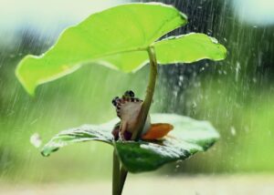 Les pluies g&eacute;n&eacute;r&eacute;es par les for&ecirc;ts tropicales valent des dizaines de milliards de dollars  - Agriculture Amazonie Changement climatique Climat Cycle de l'eau D&eacute;forestation For&ecirc;ts Irrigation Pluie