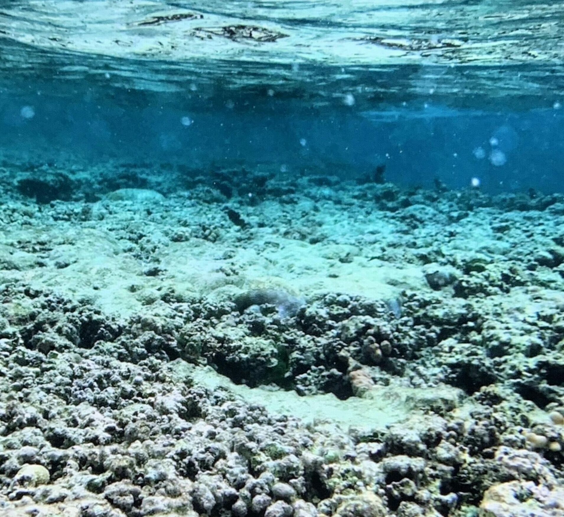 Huit mois seul sur un atoll polyn&eacute;sien, et le vivant s&rsquo;est effondr&eacute; sous ses yeux  - Biodiversit&eacute; Climat &Eacute;cologie Matthieu Juncker Oc&eacute;an pacifique Oc&eacute;ans Polyn&eacute;sie Recherche scientifique Science Sciences
