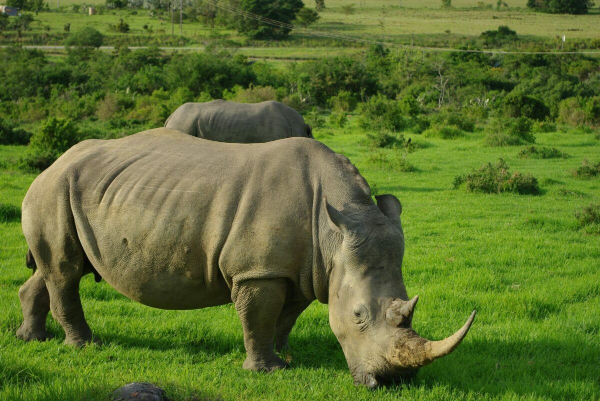 Rhisotope : l'Afrique du Sud prot&egrave;ge les rhinos du braconnage en rendant  leurs cornes radioactives  - Afrique Afrique du Sud Biodiversit&eacute; Braconnage Projet Rhisotope Radioactivit&eacute; Rhinoceros