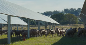 En Australie, des "moutons solaires" savourent l'agrivolta&iuml;sme  - Agriculture Agrivolta&iuml;sme Australie D&eacute;tente &Eacute;levage &Eacute;levage ovin &Eacute;nergie solaire Initiatives Moutons Panneaux solaires