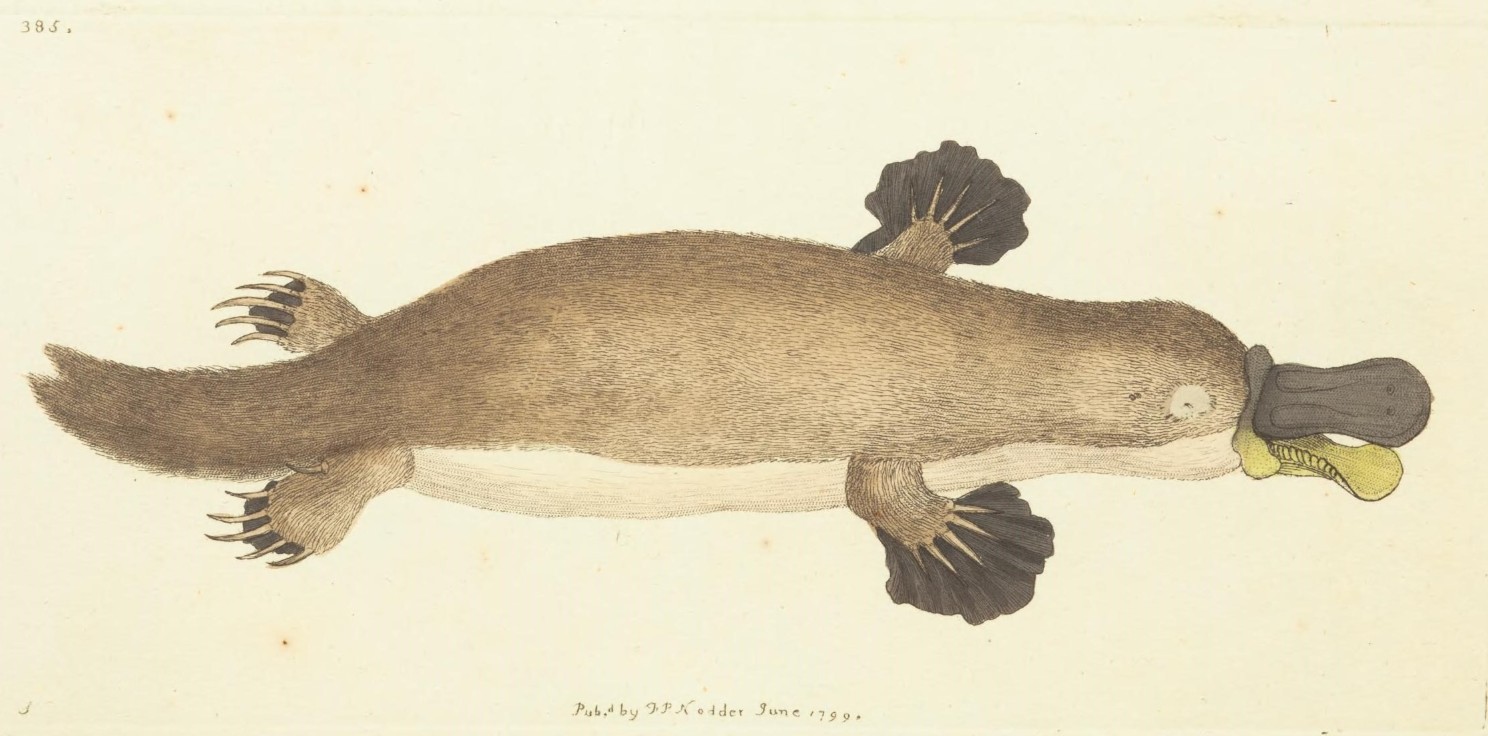 L&rsquo;&eacute;nigme ornithorynque gagne une bizarrerie de plus  - Animaux Biologie Mammif&egrave;res M&eacute;lanine M&eacute;lanosomes Oiseaux Ornithorynque Zoologie