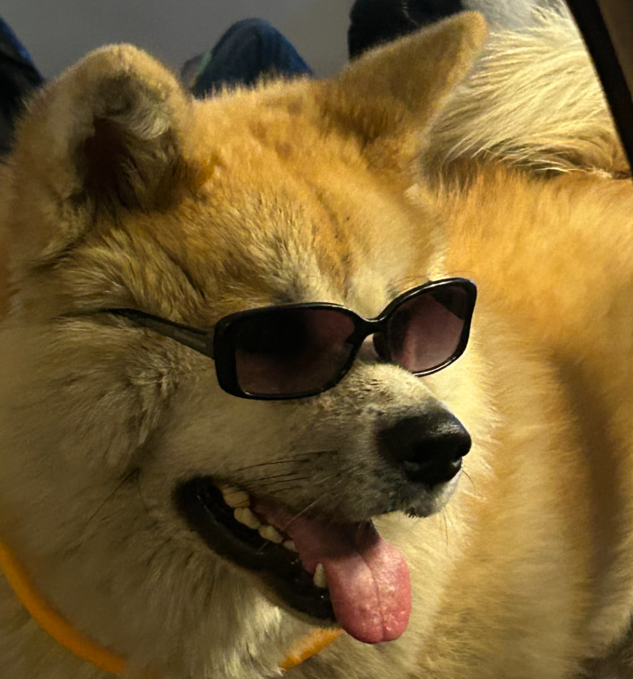 La m&eacute;diation canine au coll&egrave;ge, &ccedil;a marche au poil  - Chiens &Eacute;ducation M&eacute;diation animale Psychologie