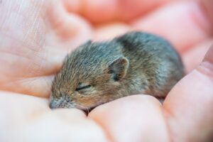 L'assoce Graal donne une seconde vie aux animaux de laboratoires  - Animaux Association Graal Bien-&ecirc;tre animal Initiatives