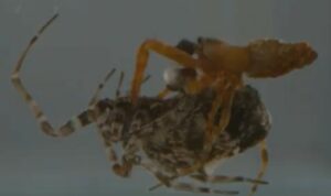 Des araign&eacute;es m&acirc;les se "catapultent" pour ne pas se faire d&eacute;vorer apr&egrave;s l'accouplement  - Animaux Araign&eacute;es Biologie Nature Recherche scientifique Reproduction animale Science Sciences