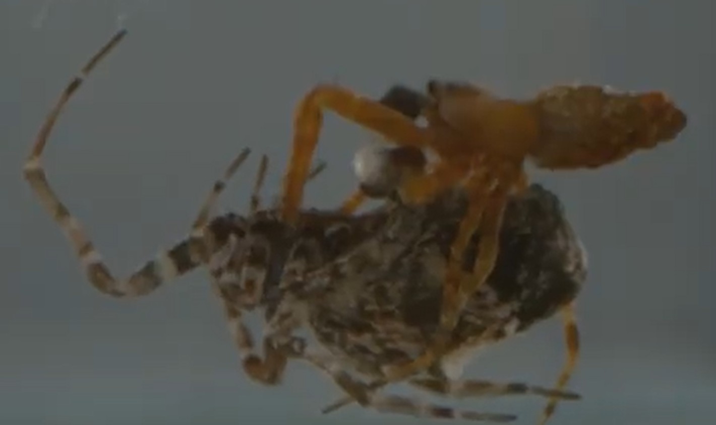 Des araign&eacute;es m&acirc;les se "catapultent" pour ne pas se faire d&eacute;vorer apr&egrave;s l'accouplement  - Animaux Araign&eacute;es Biologie Nature Recherche scientifique Reproduction animale Science Sciences
