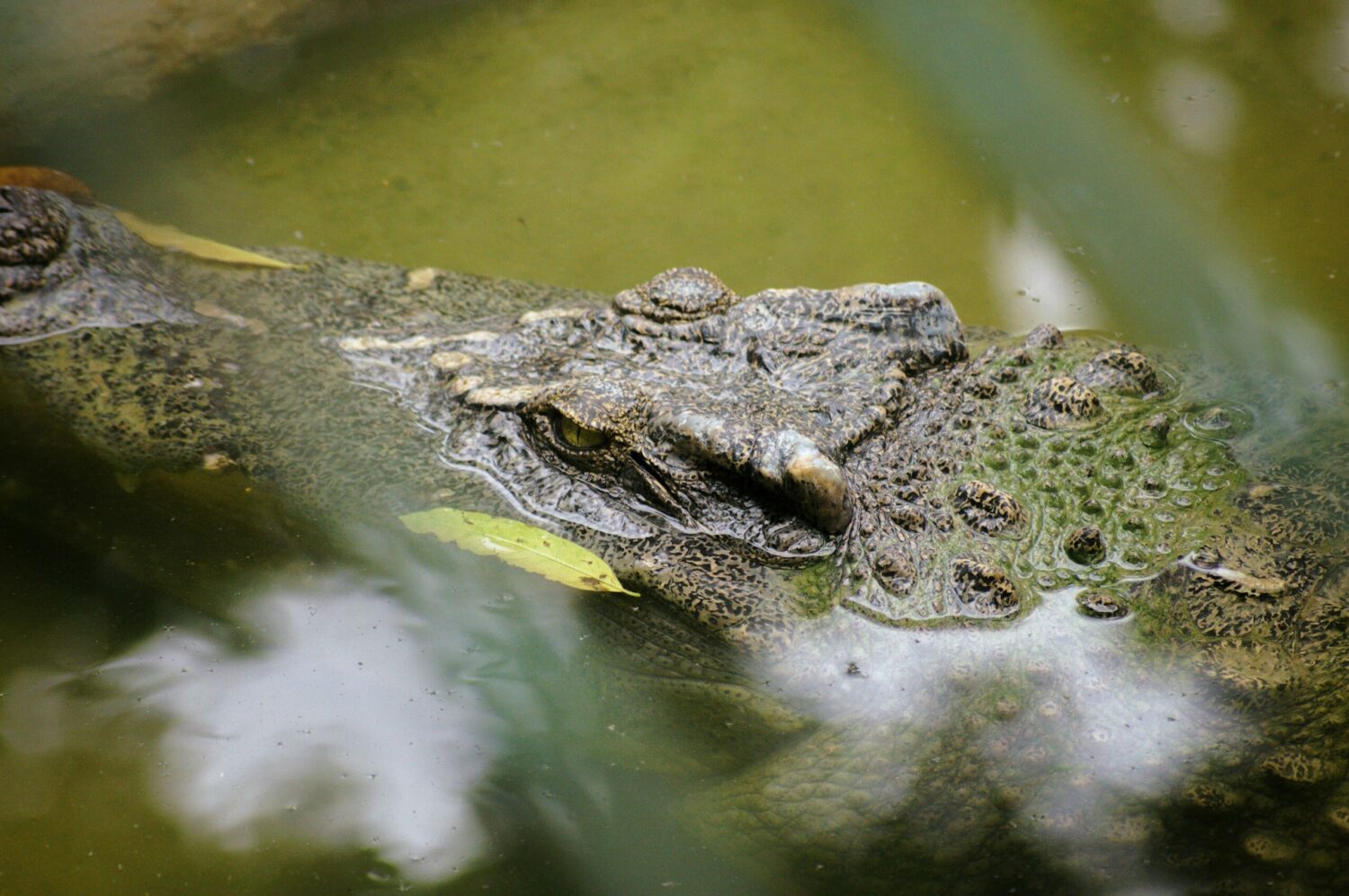 Australie : dans les r&eacute;gions inond&eacute;es, les crocodiles "sont partout"  - Australie Crocodiles Inondations Zones inondables