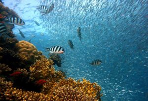Le chalutage de fond marin coute 16 milliards d'euros par an&hellip; pour des b&eacute;n&eacute;fices de 180 millions d'euros&nbsp;!  - Carbone Chalutage &Eacute;conomie Environnement Europe P&ecirc;che Pollution Soci&eacute;t&eacute;